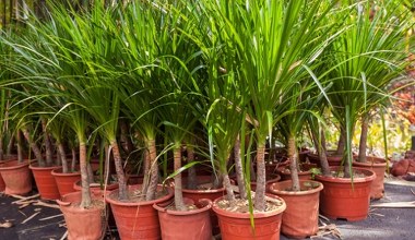 Dracena marnieje, a jej liście żółkną. Jak ją ratować?