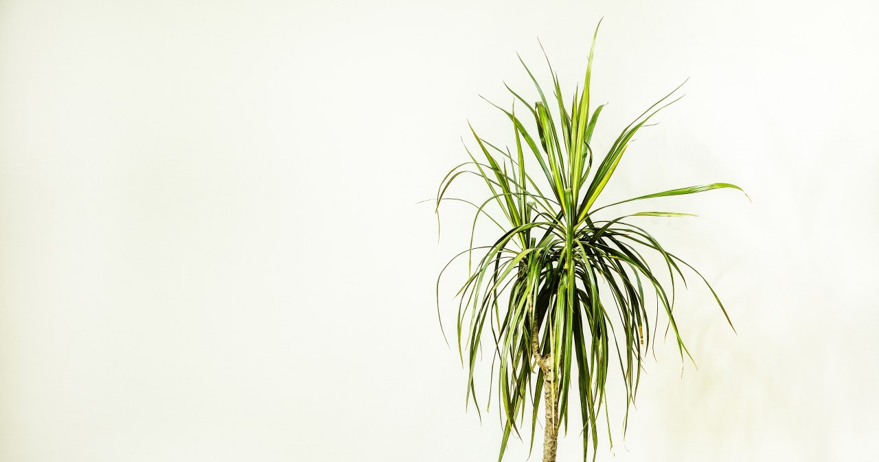 dracena lisa plant Dracaena 'Lisa' main image 0