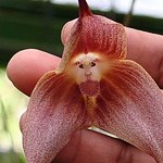 Dracula simia. Ta orchidea kojarzy się tylko z jednym