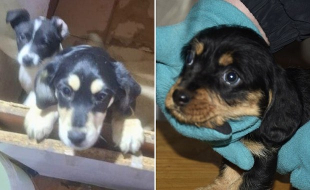 Dramat 44 psów i trzech kotów pod Łodzią. Poruszający widok na miejscu