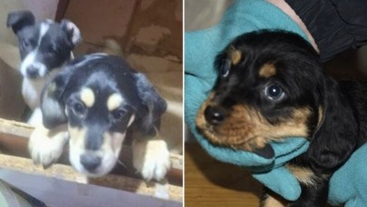 Dramat 44 psów i trzech kotów pod Łodzią. Poruszający widok na miejscu