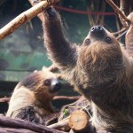 Dramat na Florydzie. Tropikalnym ssakom zgotowano koszmar