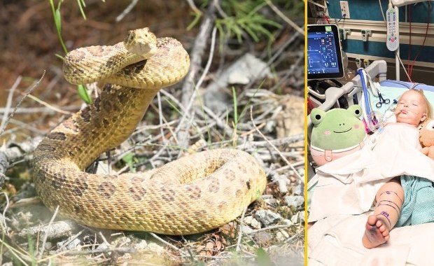 Dramat na podwórku: Grzechotnik dwukrotnie zaatakował dziecko