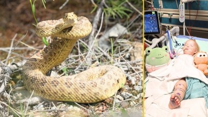 Dramat na podwórku: Grzechotnik dwukrotnie zaatakował dziecko