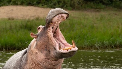 Dramat na rzece. Wiele ofiar ataku hipopotama