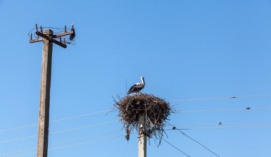 Dramat nad linią energetyczną w Polsce. Bocian zwisał z gniazda