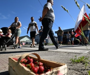 Drama producătorilor polonezi de căpșuni. "Ajunge să umilești muncitorii"