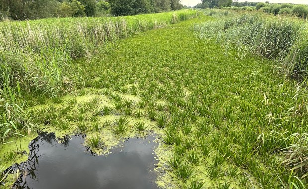 Dramat rolników z Żuław, milionowe straty. „Woda nie ma jak spłynąć”