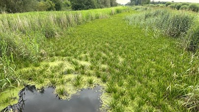 Dramat rolników z Żuław, milionowe straty. „Woda nie ma jak spłynąć”