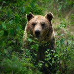 Dramat w górach. Niedźwiedź zabił motocyklistę