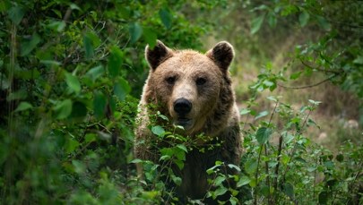 Dramat w górach. Niedźwiedź zabił motocyklistę