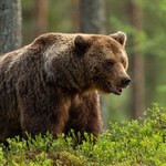 Dramat w górach. Niedźwiedź zepchnął turystę do wąwozu