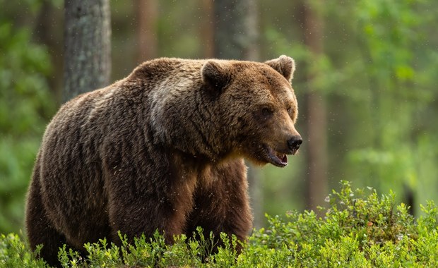 Dramat w górach. Niedźwiedź zepchnął turystę do wąwozu