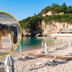 Dramat w greckim raju: Wilk rzucił się na plaży na 5-letnią dziewczynkę