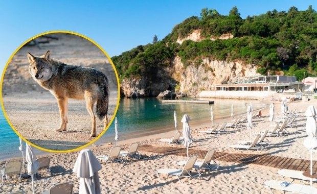 Dramat w greckim raju: Wilk rzucił się na plaży na 5-letnią dziewczynkę
