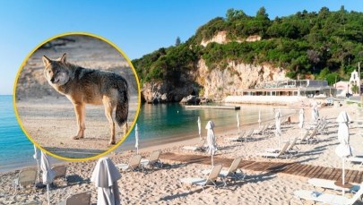 Dramat w greckim raju: Wilk rzucił się na plaży na 5-letnią dziewczynkę