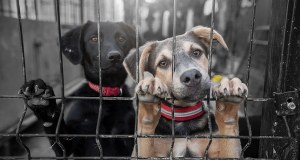 Dramat w nielegalnym schronisku dla zwierząt. Jest zawiadomienie do prokuratury