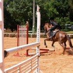 Dramat w ośrodku jeździeckim. Operator wózka widłowego zabił konia