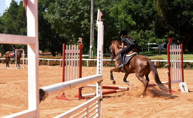 Dramat w ośrodku jeździeckim. Operator wózka widłowego zabił konia