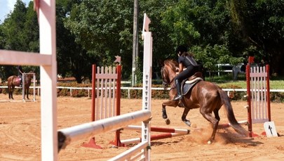 Dramat w ośrodku jeździeckim. Operator wózka widłowego zabił konia
