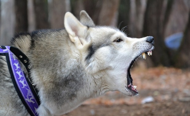 Dramat w Stalowej Woli. Husky pogryzł dziecko w twarz