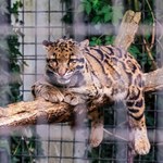 Dramat w ukraińskim zoo. Lampart zaatakował pracownika