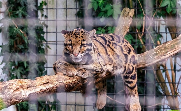 Dramat w ukraińskim zoo. Lampart zaatakował pracownika