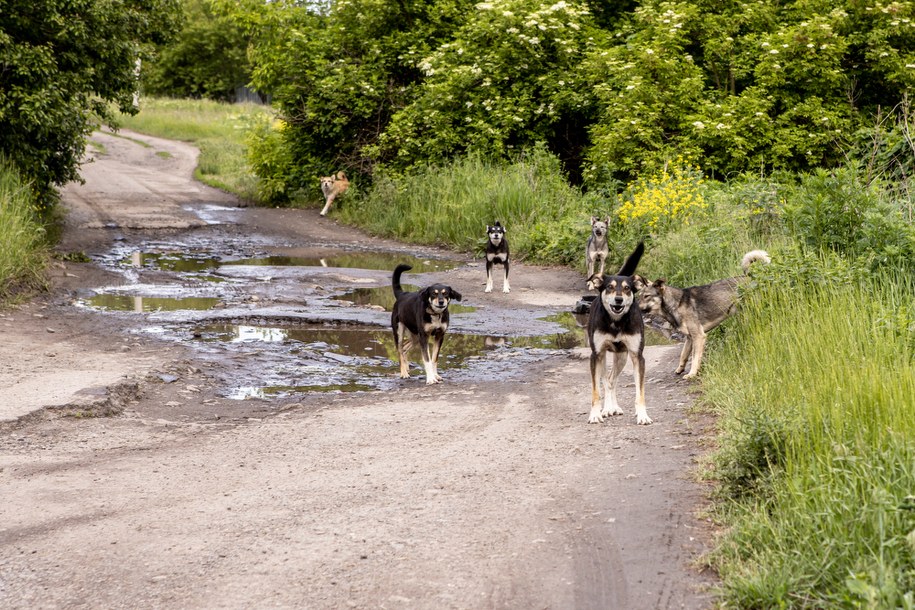 Dramat w Zielonej Górze: mężczyzna brutalnie pogryziony przez psy w Raculi /Shutterstock