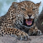 Dramat w zoo. Lampart wydostał się z wybiegu i zabił pracownika