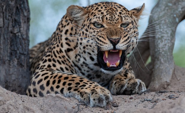 Dramat w zoo. Lampart wydostał się z wybiegu i zabił pracownika