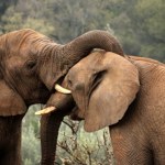 Czechy Dramat w zoo w Czechach. Słoń zabił partnerkę. Zoolodzy nie mogą uwierzyć