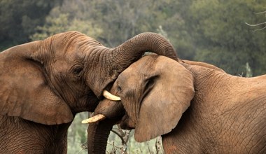 Dramat w zoo w Czechach. Słoń zabił partnerkę. Zoolodzy nie mogą uwierzyć