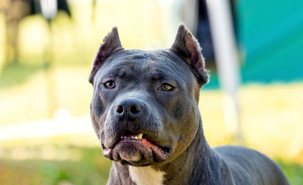 Dramat we Wschowie. Amstaff zagryzł swojego właściciela? 