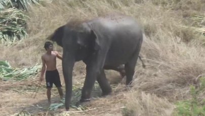 ​Dramat zwierząt w cieniu sportowej rywalizacji