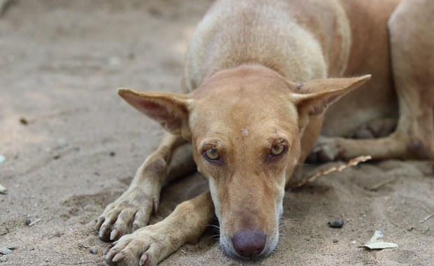 Dramat zwierząt w dwóch świętokrzyskich miejscowościach. Policja ujawnia szczegóły