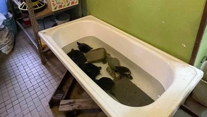 Dramat zwierząt w legnickiej palmiarni. Postawiono zarzuty