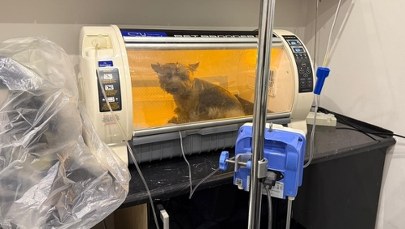 Dramatyczna akcja w Kielcach. Pies został w płonącym mieszkaniu