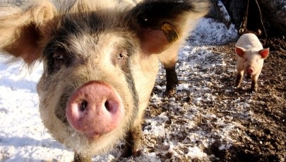 Dramatyczna sytuacja hodowców trzody chlewnej. Z powodu ASF musieli zlikwidować stada
