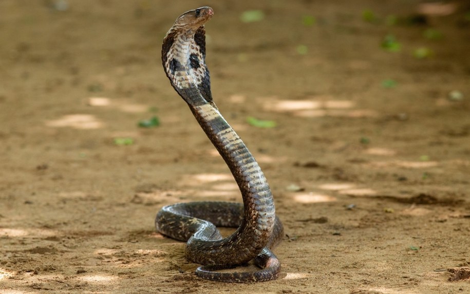 Dramatyczna walka o życie. 2-latek zagryzł jadowitą kobrę