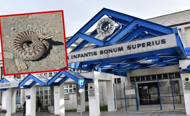 Dramatyczne kulisy walki o życie nastolatka ukąszonego przez żmiję