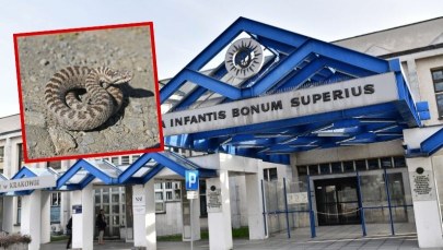 Dramatyczne kulisy walki o życie nastolatka ukąszonego przez żmiję