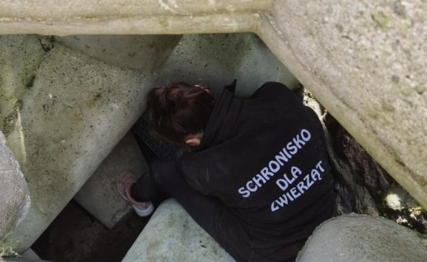 Dramatyczne piski spod falochronu. Pies uwięziony pod betonem w Kołobrzegu