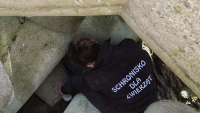Dramatyczne piski spod falochronu. Pies uwięziony pod betonem w Kołobrzegu