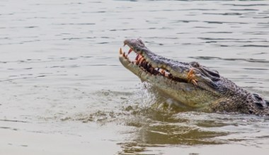 Dramatyczne poszukiwania wędkarza. Podejrzany jest krokodyl