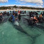 Dramatyczne sceny na wybrzeżu Australii. Woda wyrzuciła dziesiątki wielorybów