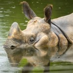 Dramatyczne sceny z Indii. W powodzi giną słonie i nosorożce