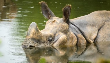 Dramatyczne sceny z Indii. W powodzi giną słonie i nosorożce