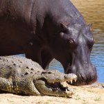 Dramatyczne skutki powodzi. Krokodyle i hipopotamy atakują ludzi na ulicach