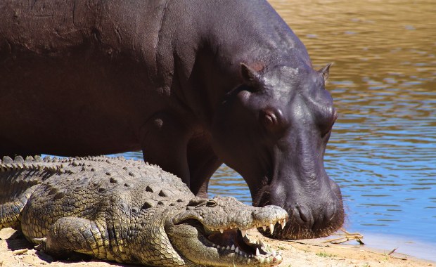 Dramatyczne skutki powodzi. Krokodyle i hipopotamy atakują ludzi na ulicach