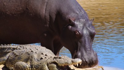 Dramatyczne skutki powodzi. Krokodyle i hipopotamy atakują ludzi na ulicach